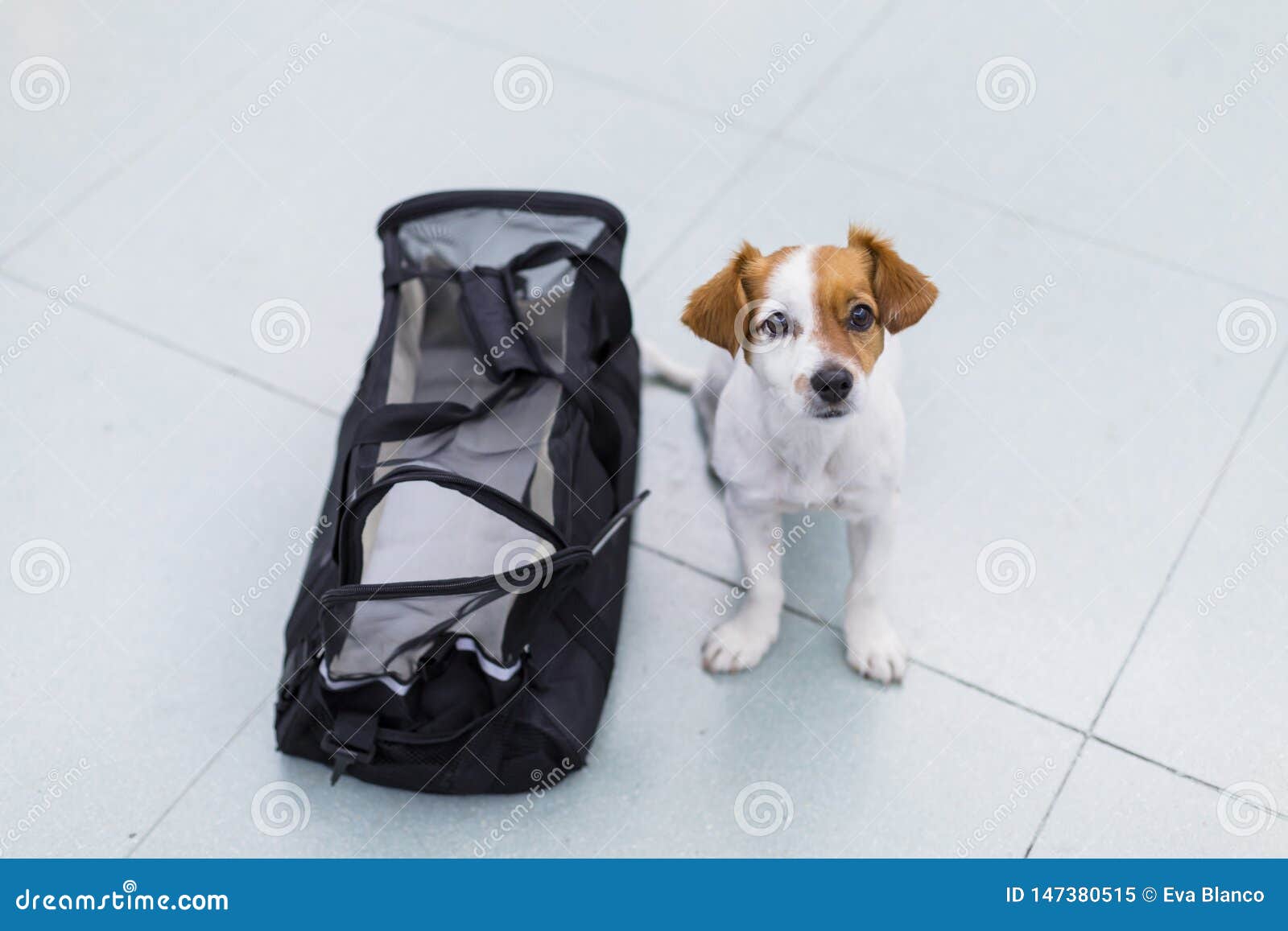 Cute Small Dog With His Travel Bag Ready To Get On Board The