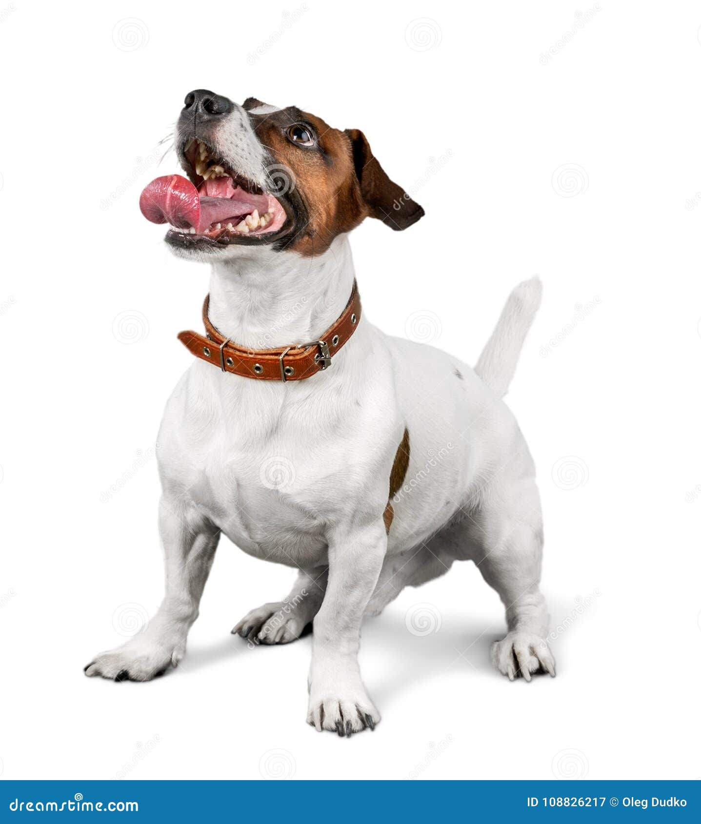 cute small dog jack russell terrier on white