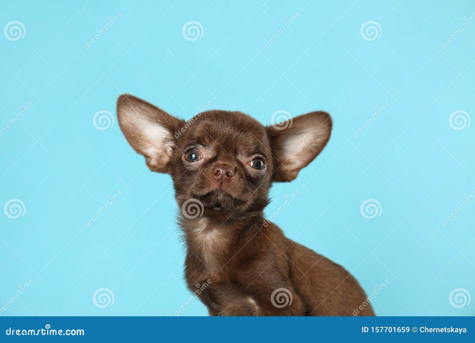 Cute Small Dog on Light Blue Background Stock Image - Image of charming