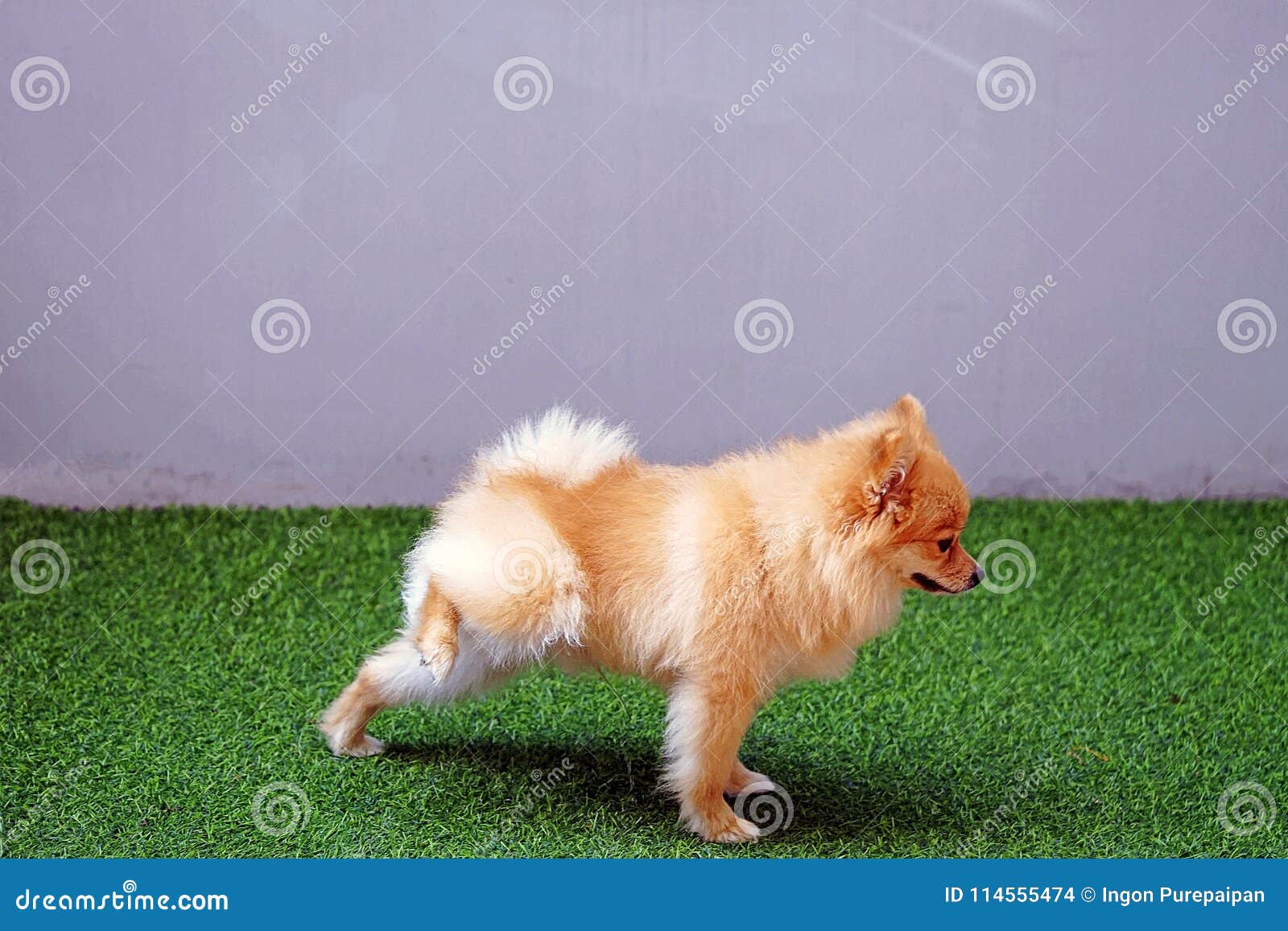 Cute Small Pomeranian Dog Peeing in the Park ,dog is Urinating ...