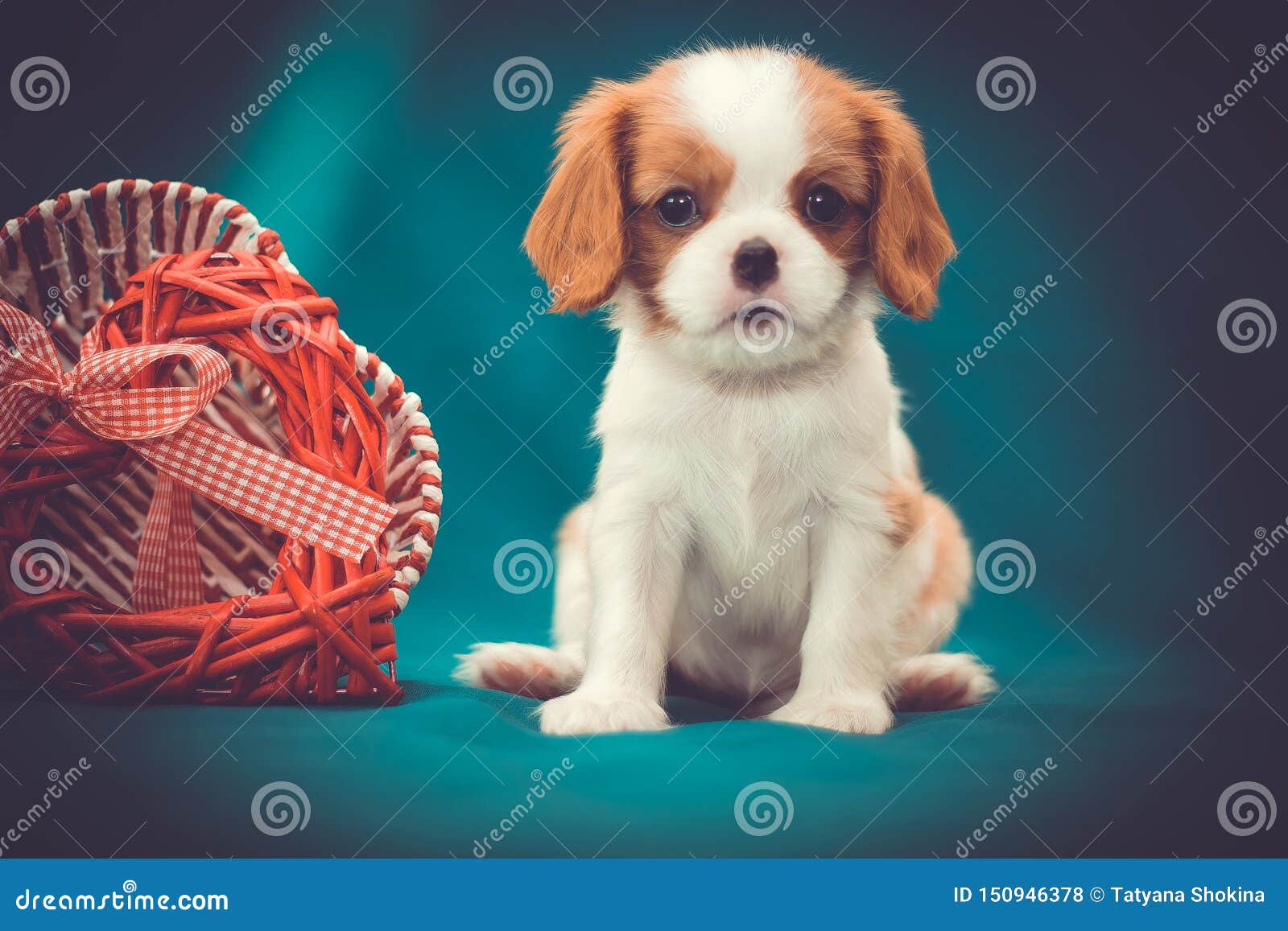 small king charles spaniel