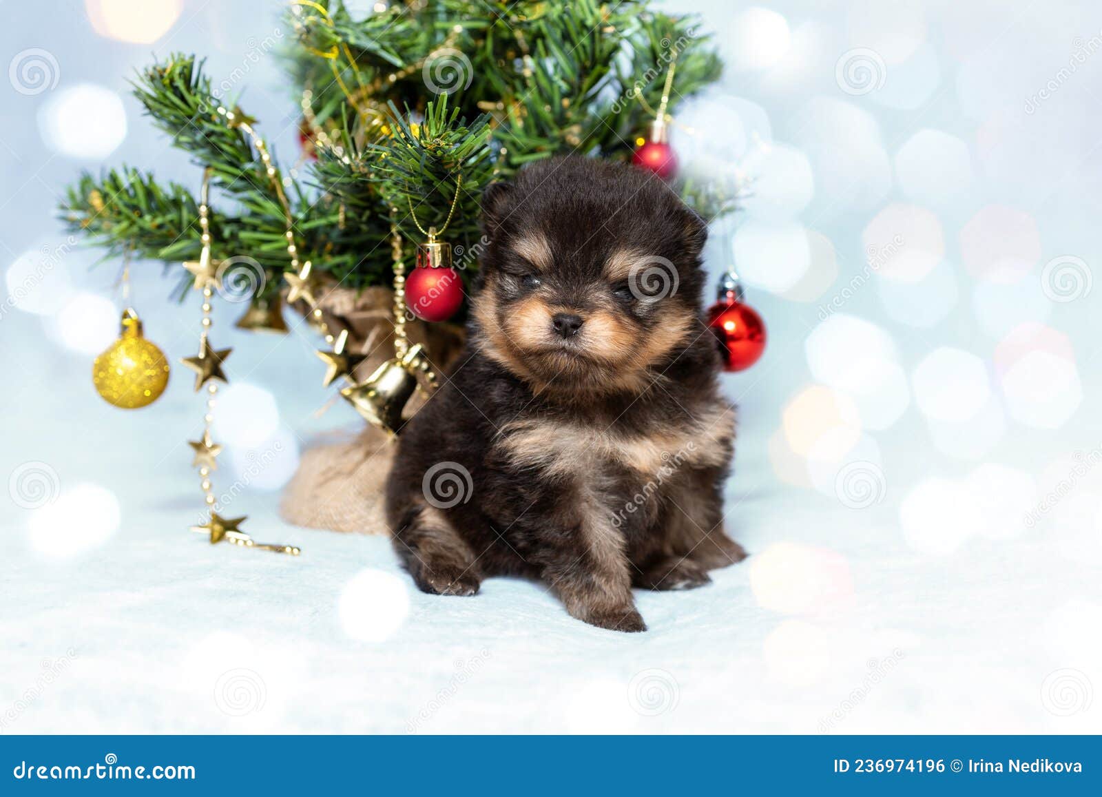 Cute Small Puppy of Pomeranian Spitz Breed Dog on the Background of Christmas Tree. Pet at Beautiful Bokeh Lights. Stock Photo - Image of bokeh, puppy: 236974196 Cute Small Puppy of Pomeranian Spitz Breed Dog on the Background of Christmas Tree. Pet at Beautiful Bokeh Lights. Stock Photo - Image of bokeh, puppy: 236974196