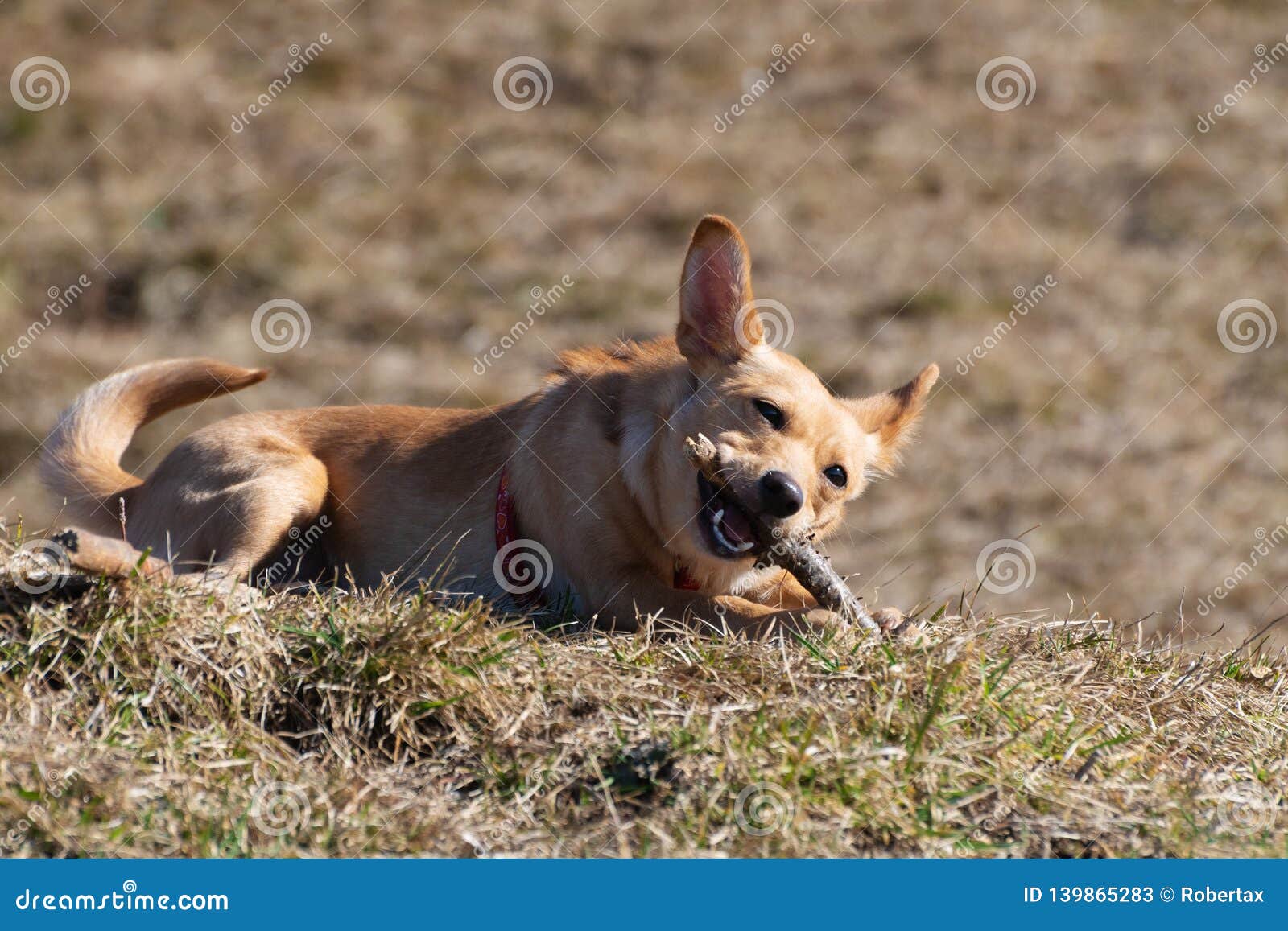 rat terrier beagle chihuahua mix