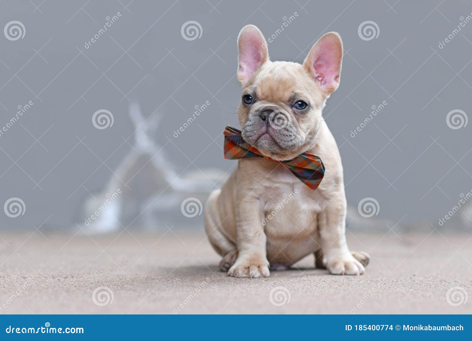 Cute Small 7 Weeks Lilac Fawn Colored French Bulldog Dog Puppy Wearing A Bow Tie In Front Of Gray Wall Stock Photo Image Of Portrait Domestic