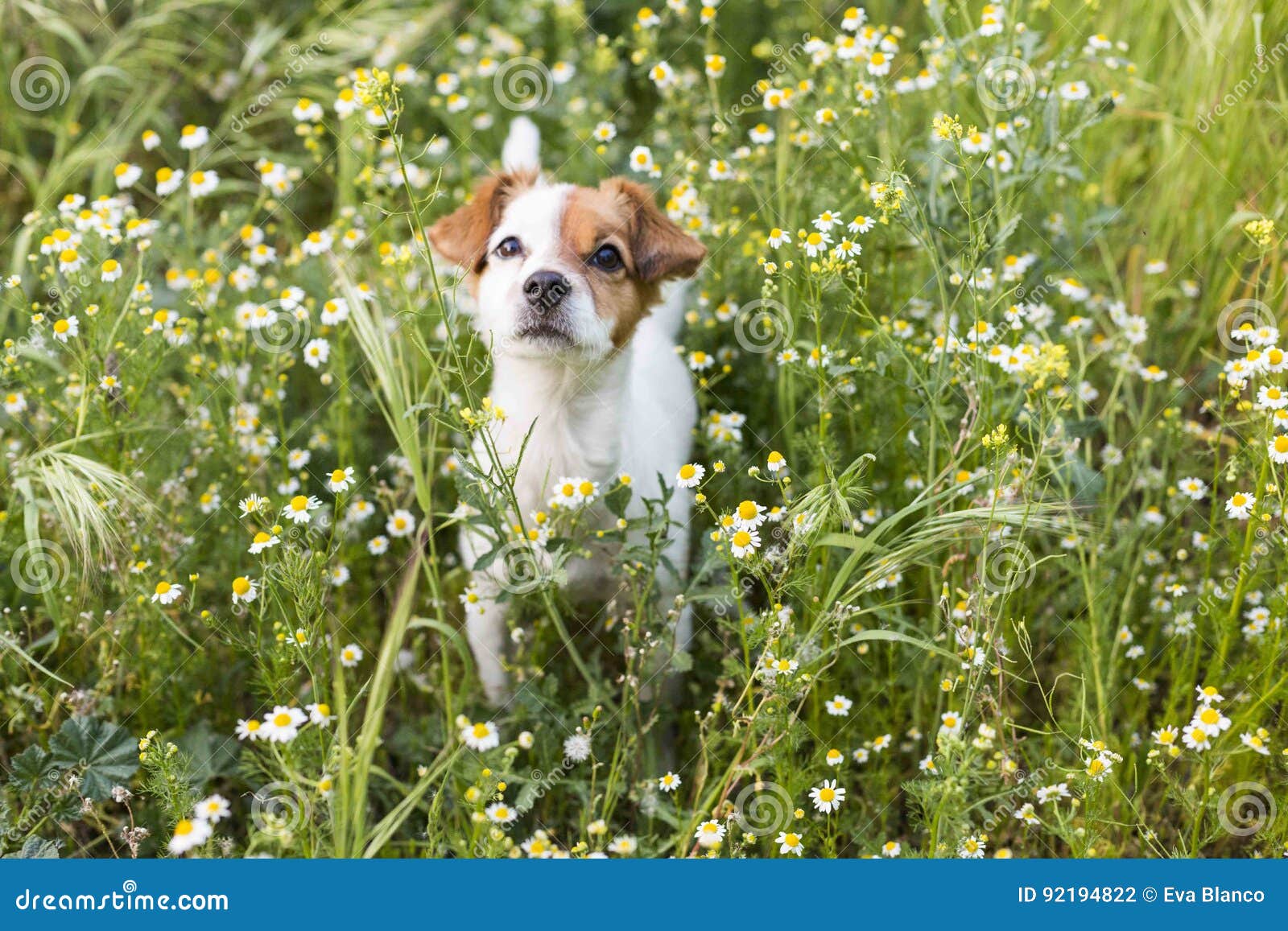 Cute Small Young Dog among the Flowers and Green Grass. Spring Stock Photo  - Image of face, funny: 92194822