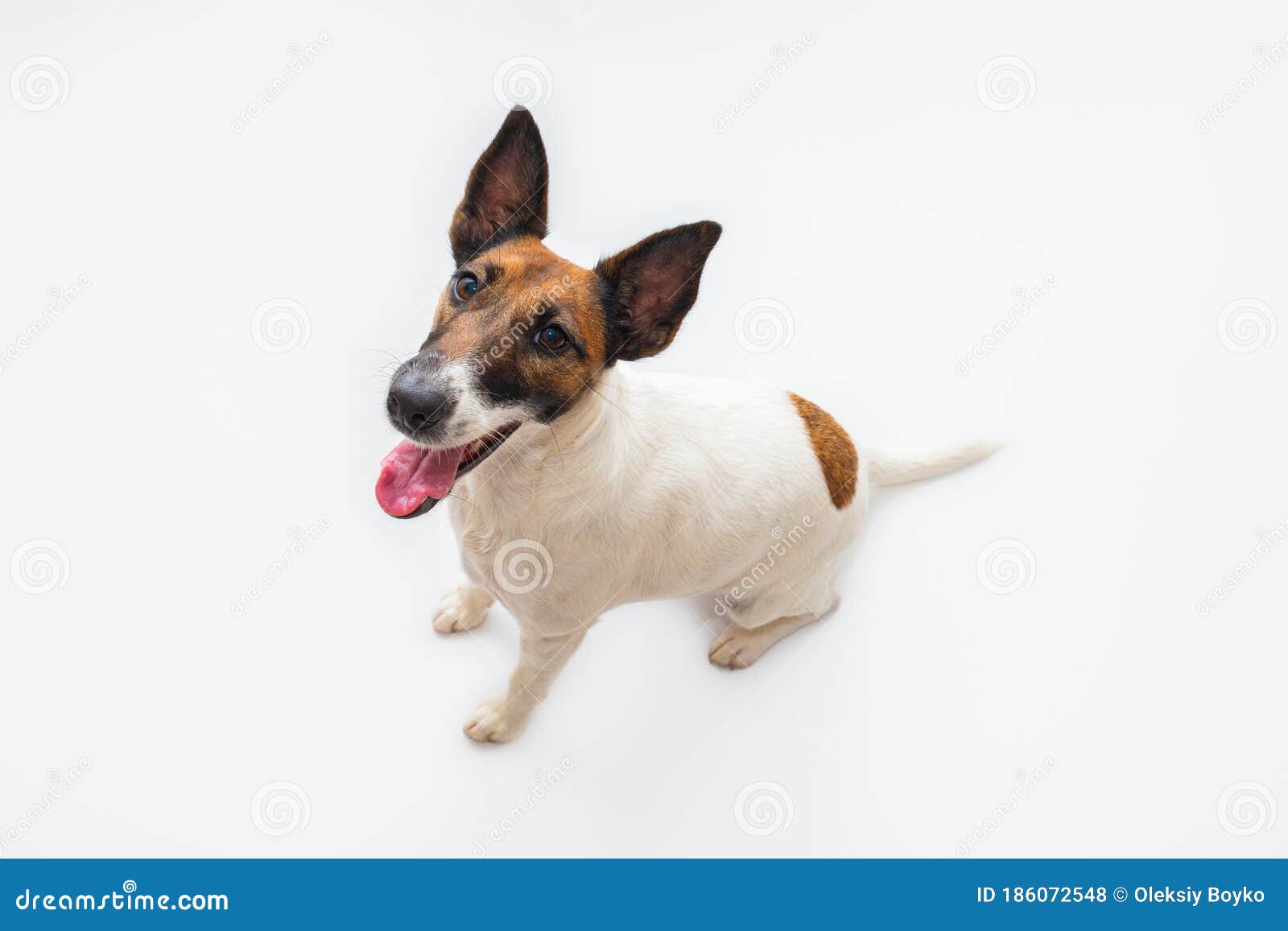 cute dog with copy space