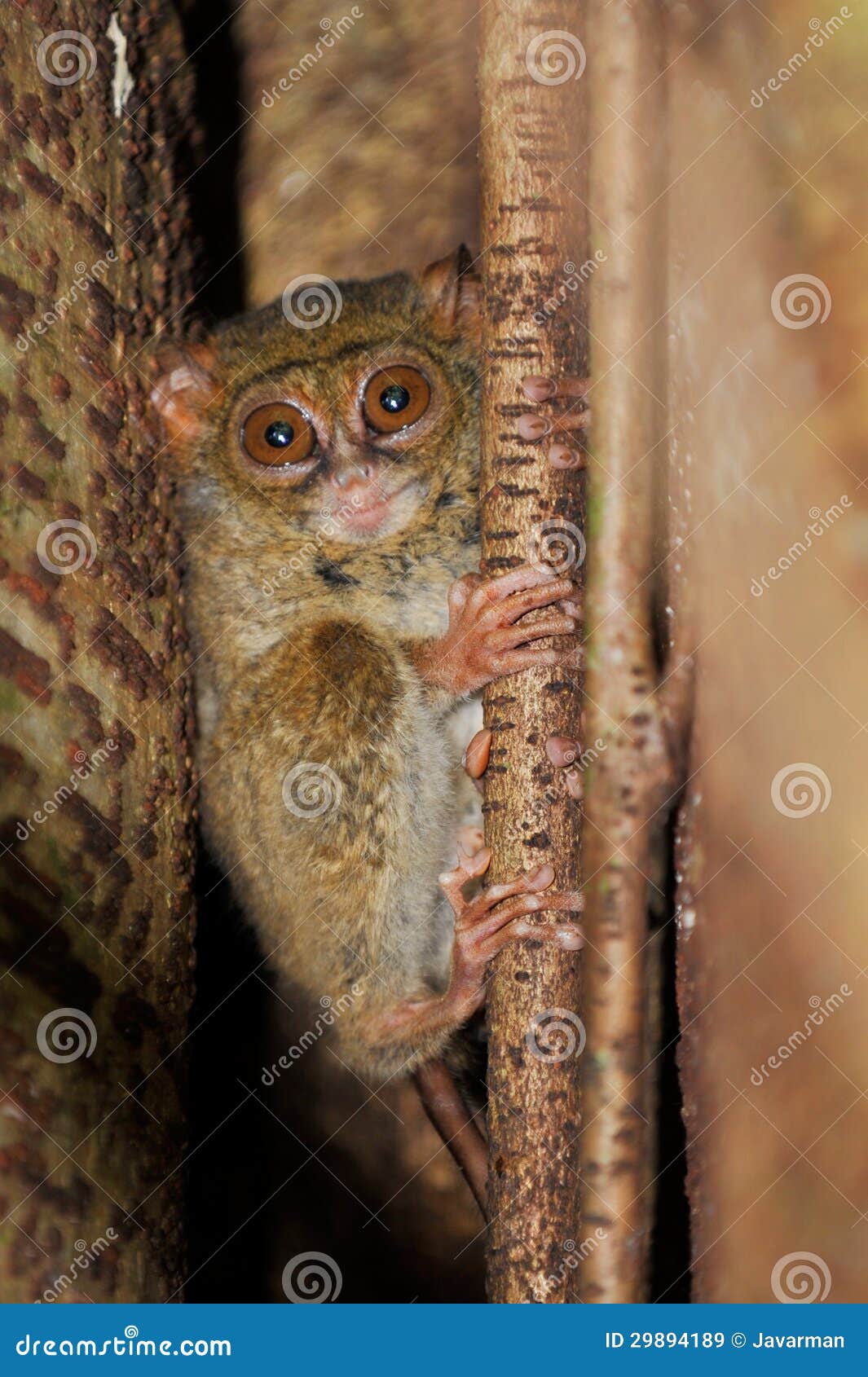 tarsier, the smallest primate, tangkoko, sulawesi, indonesia