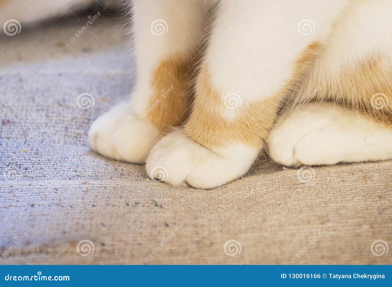 soft cat paws
