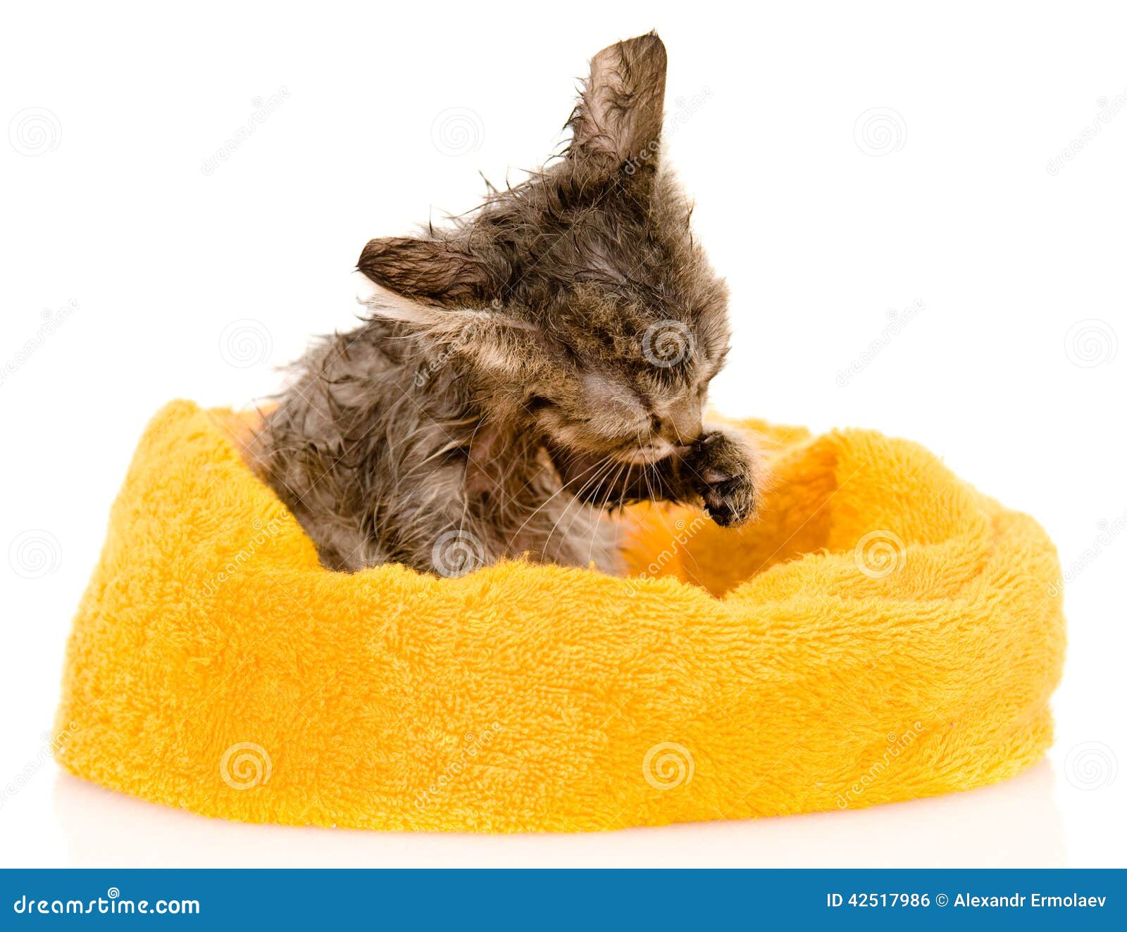 cute soggy kitten after a bath. on white backgrou