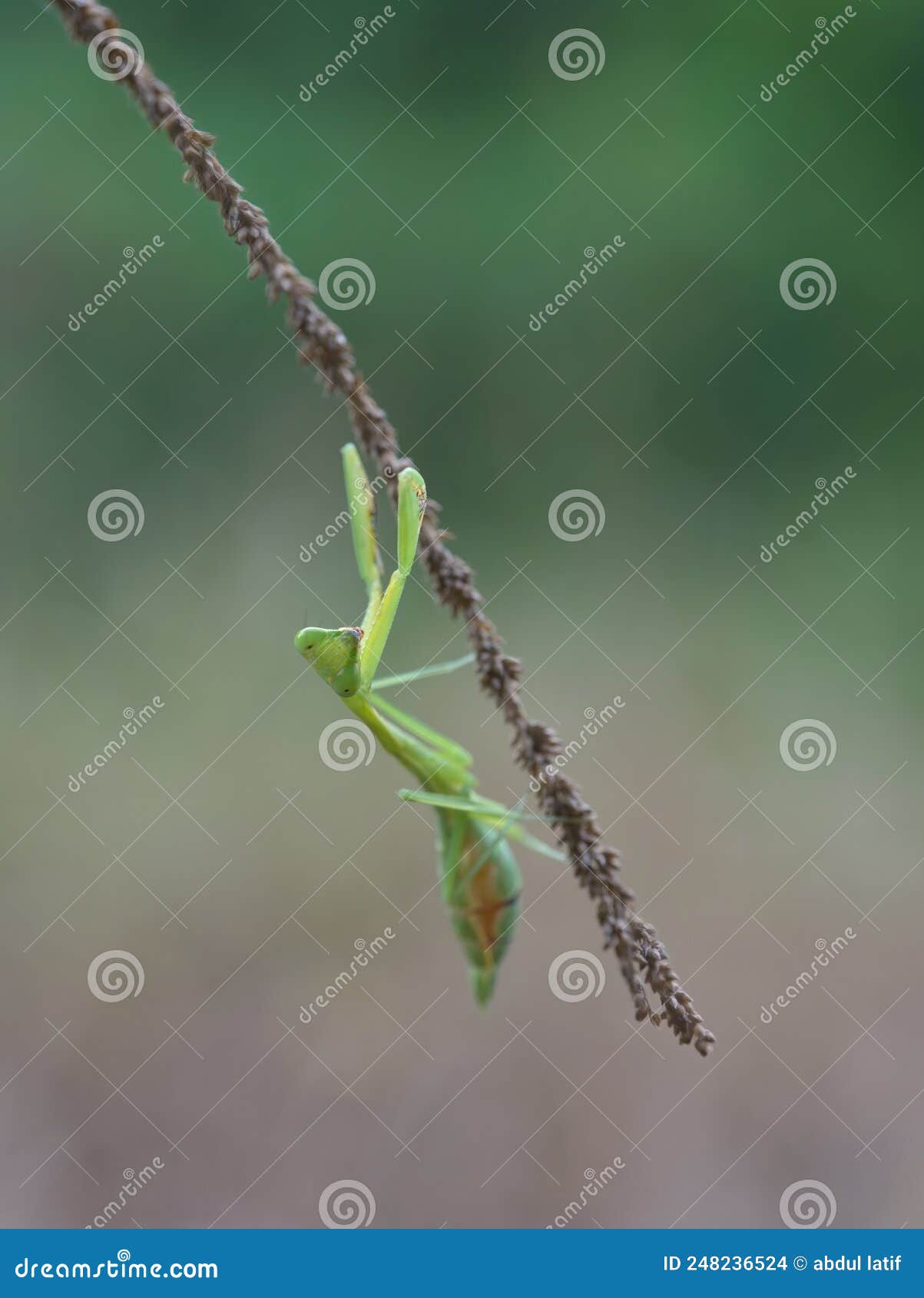 cute south african mantis perched on the grass pistil