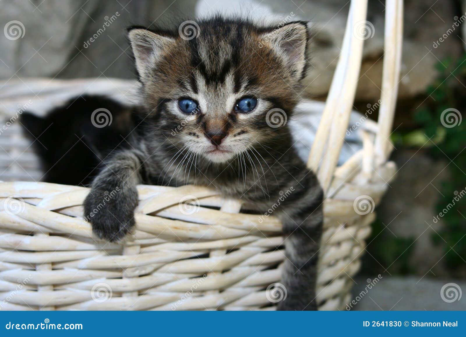 cute spring kitty