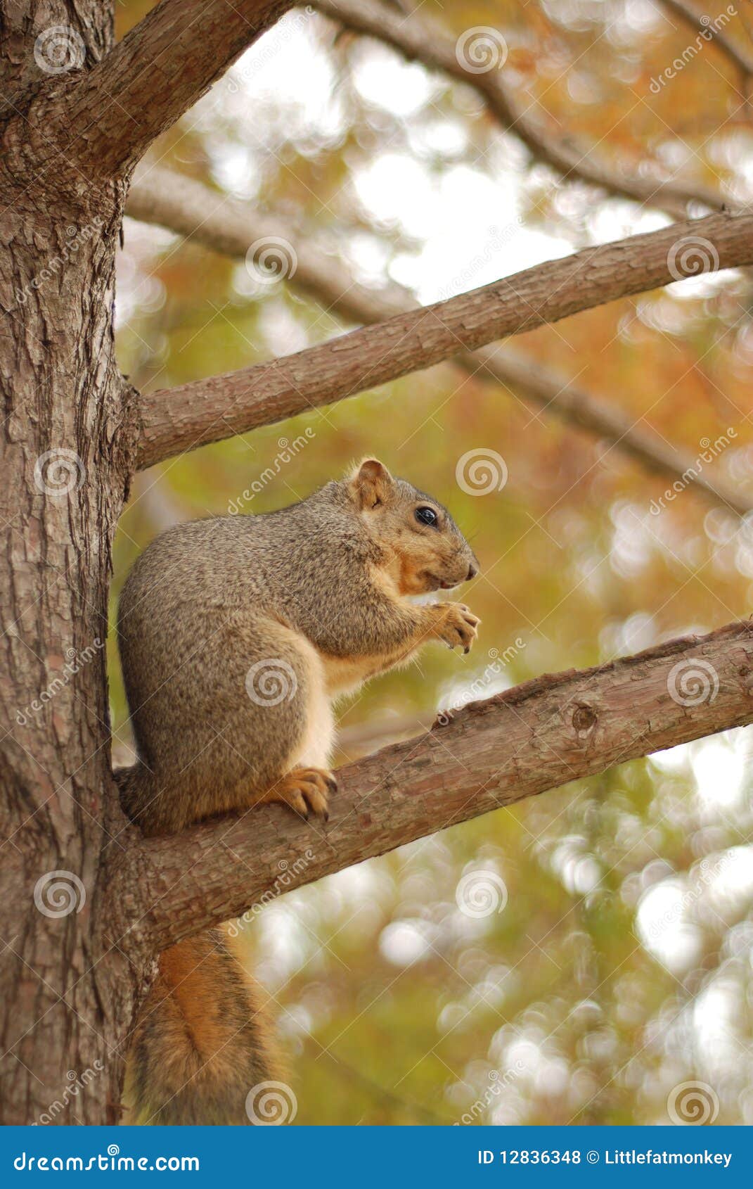 Cute squirrel stock photo. Image of squirrel, cute, seed 12836348