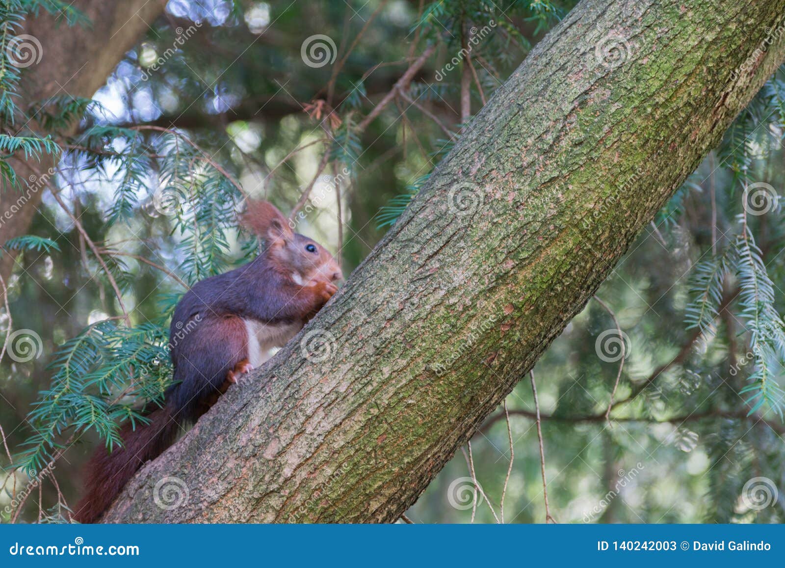 cute squirrel climbing the tree