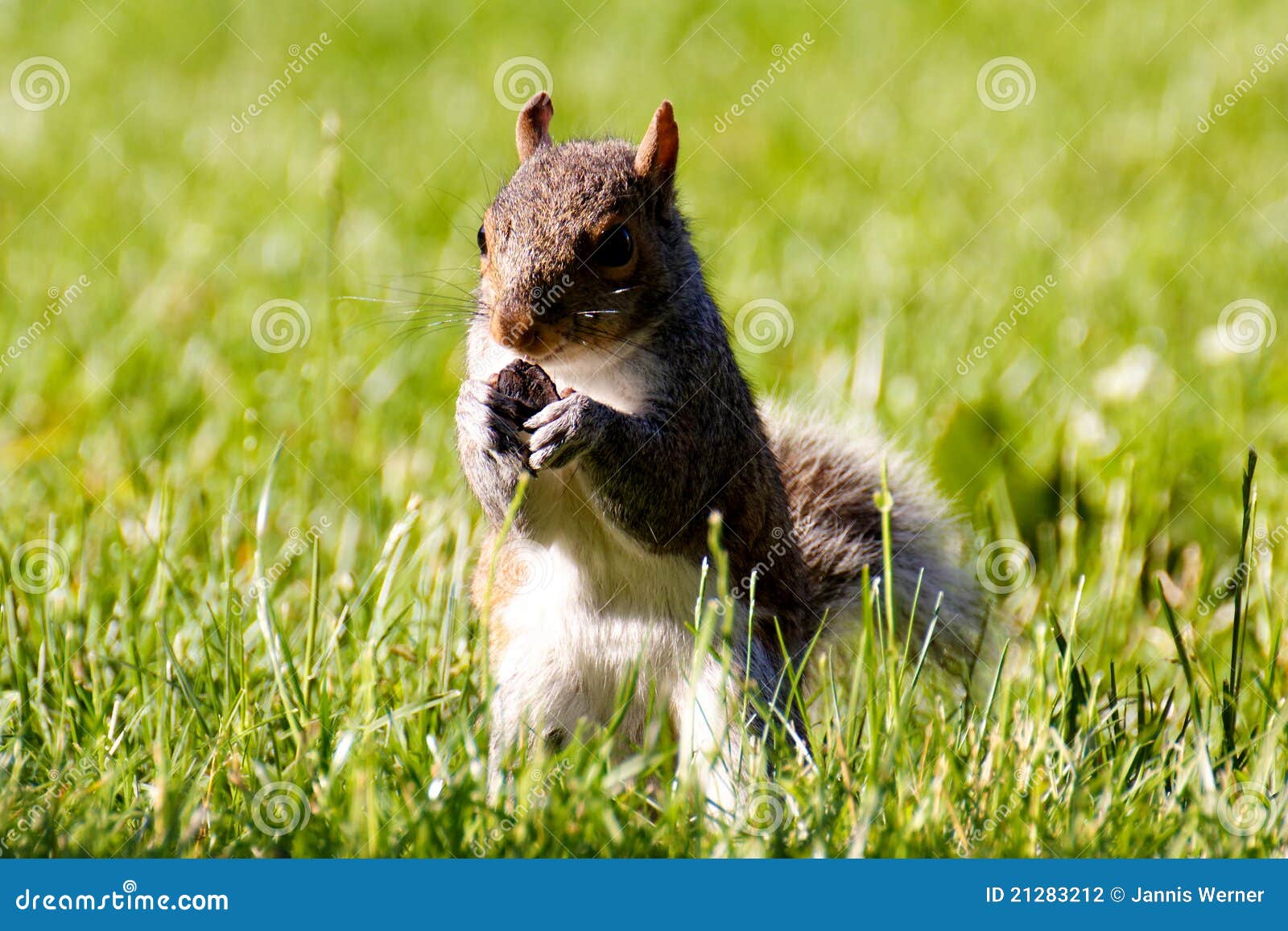 Cute Squirrel Eating in the Grass Stock Photo Image of green, critter