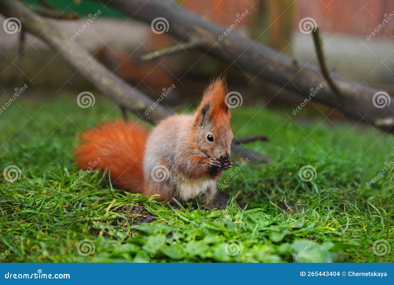 Cute Squirrel Eating on Green Grass in Zoo Stock Photo Image of