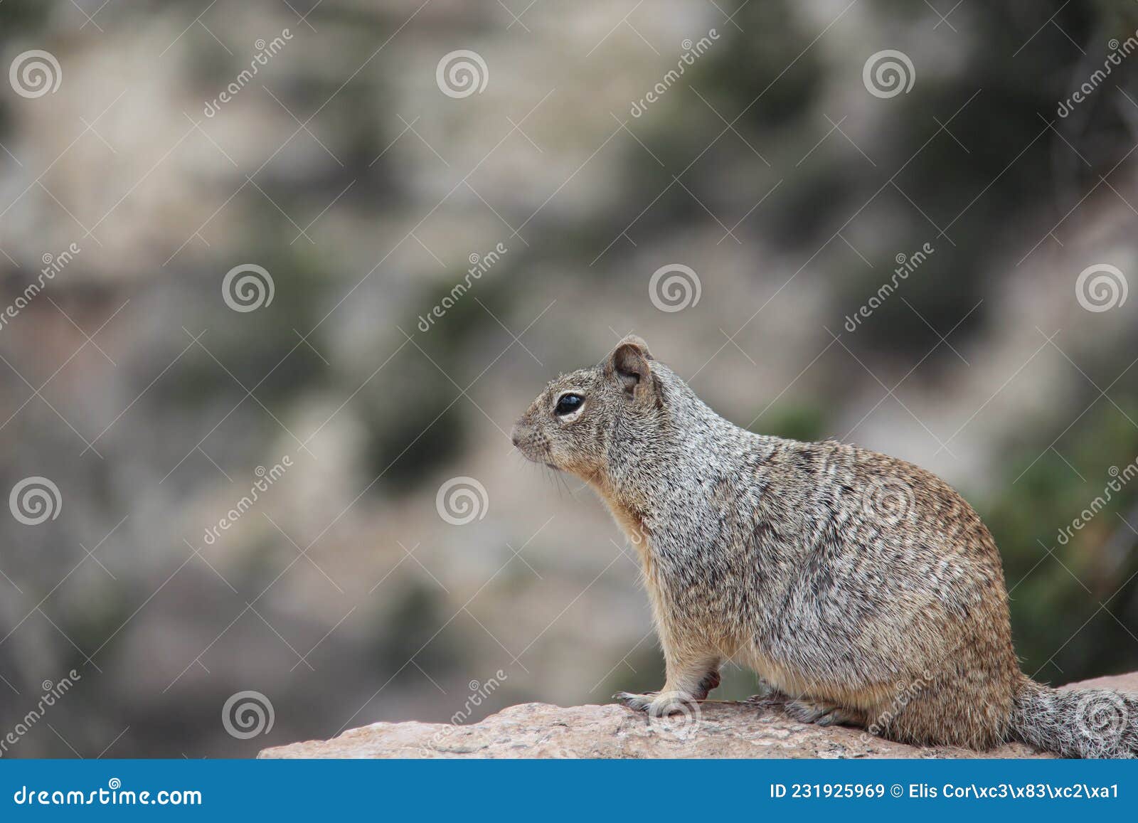 a cute squirrel, , day, sunny, sitting on a rock, looking for food.