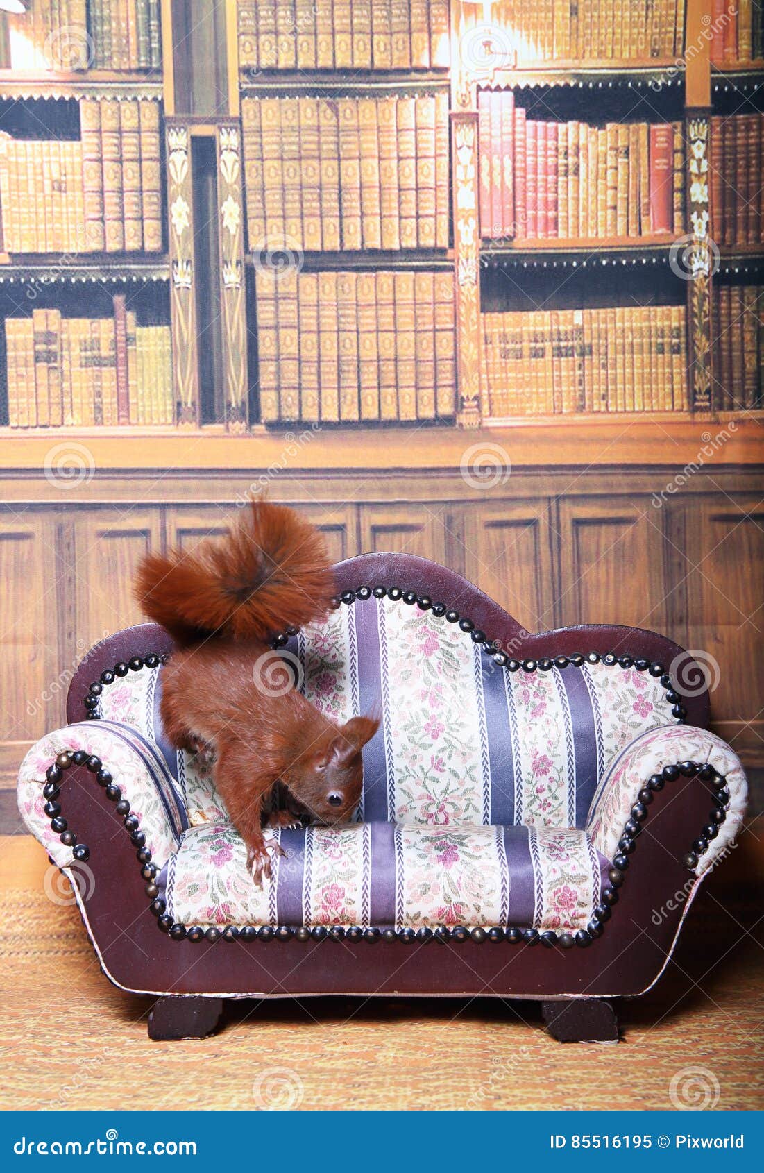 Cute Squirrel stock image. Image of little, presents 85516195