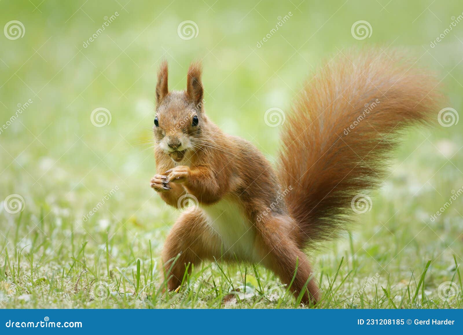 Funny Squirrel with Nut in Mouth Attacks Stock Image - Image of adorable,  looking: 231208185
