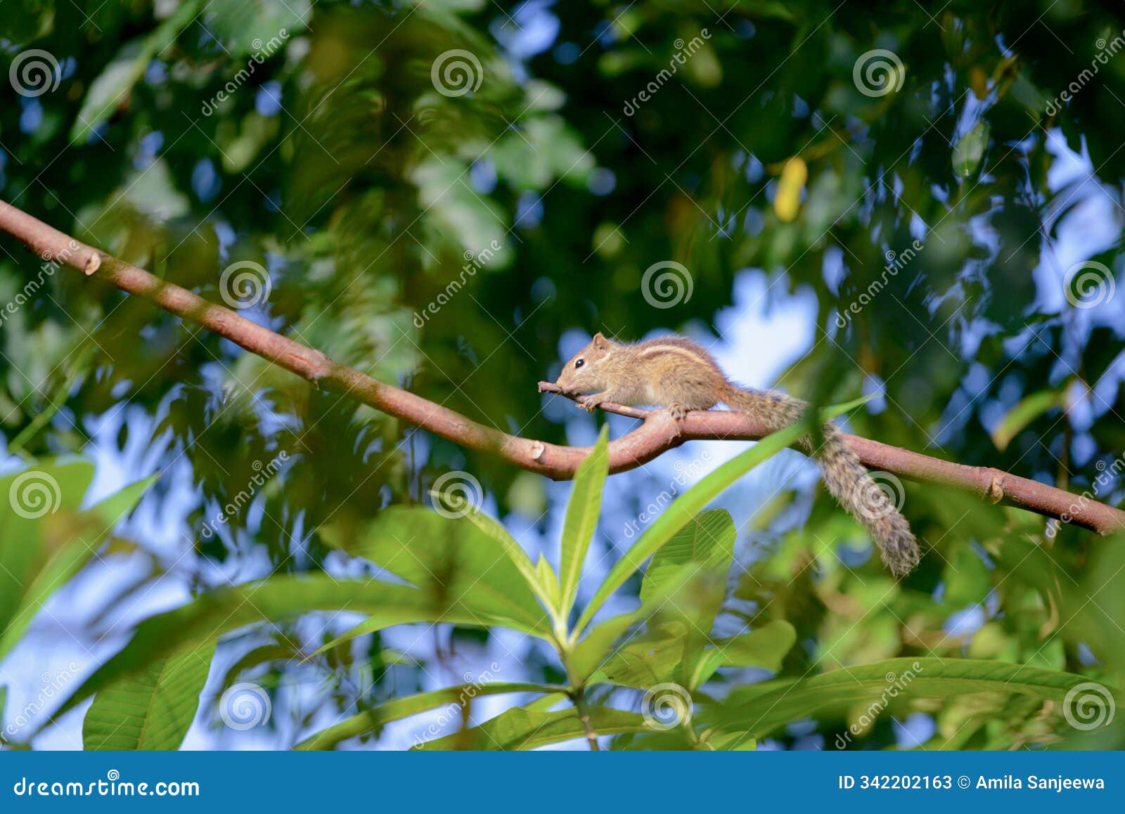 cute squirrel perched on a branch, in sri lanka