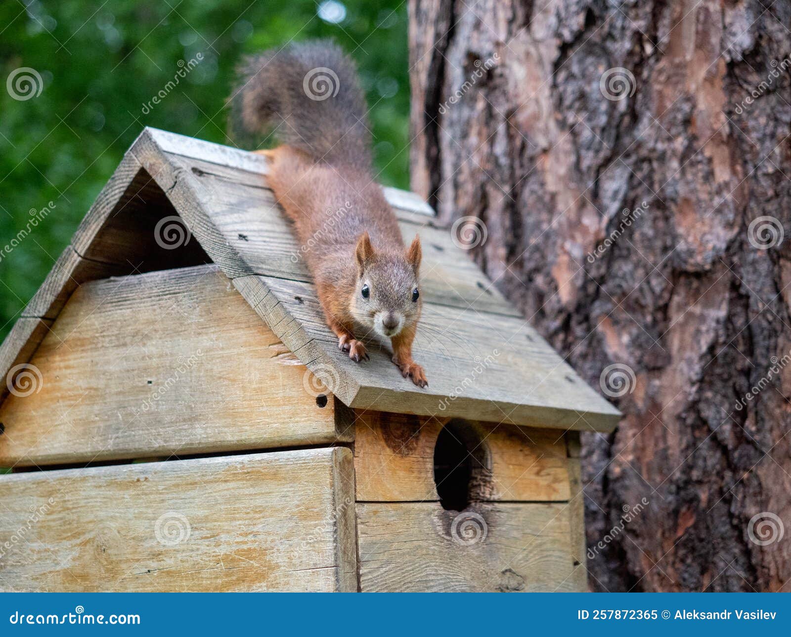 Cute Squirrel on the Roof of the House. Stock Image Image of trunk