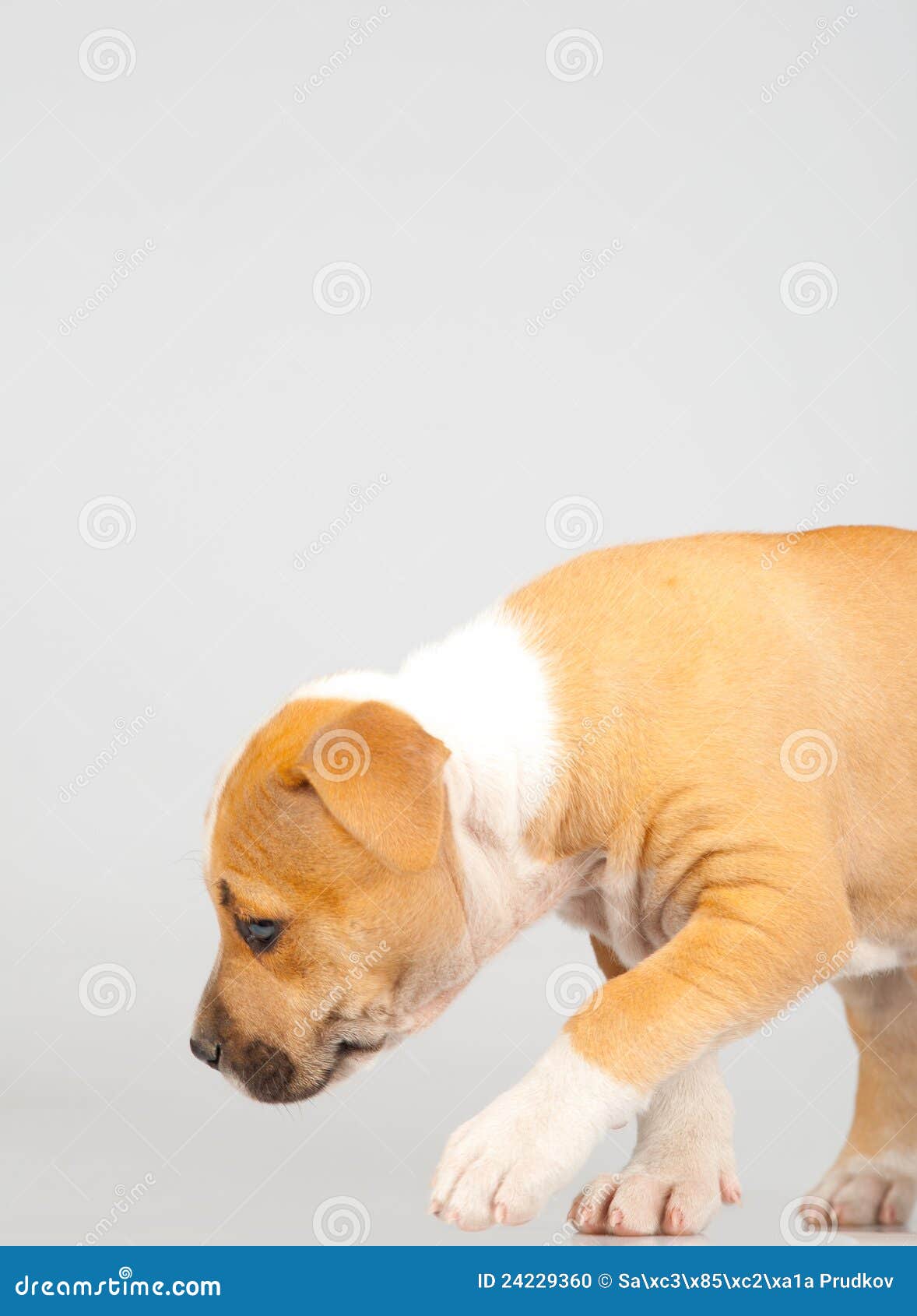 cute stafford terrier puppy walking