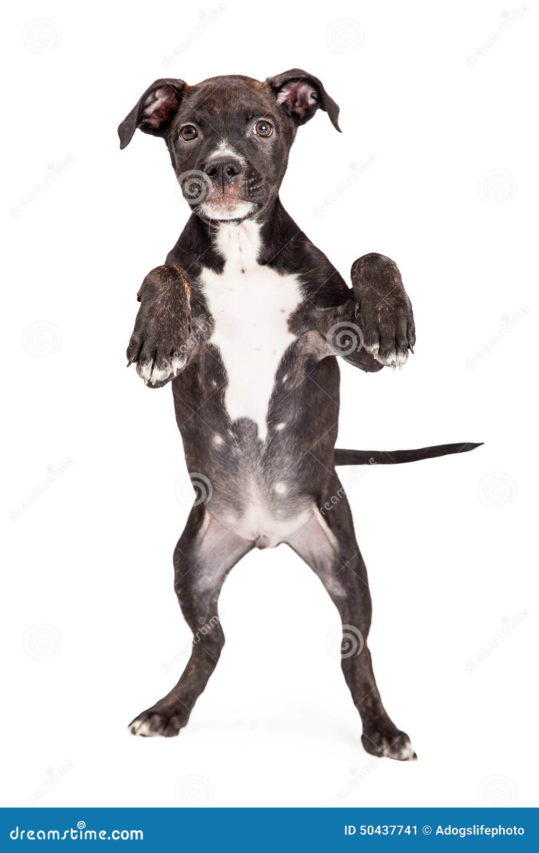 Cute Staffordshire Bull Terrier Mixed Breed Puppy Stock Image Image Of Cross Brown 50437741