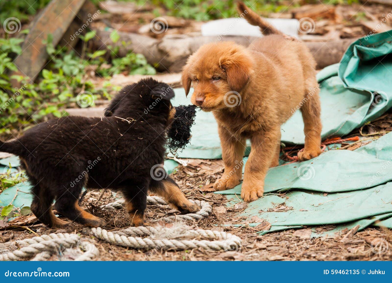 Cute Stray Dog Lays In Front Of The Door, Pretty Pet Adotpet From