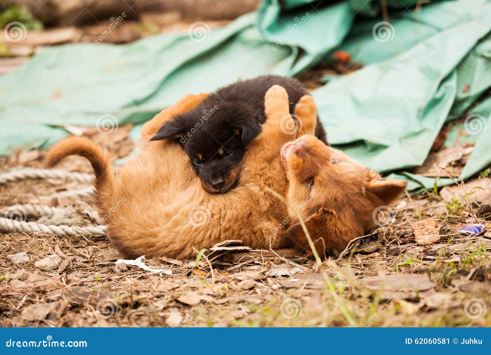 Cute Stray Dog Lays In Front Of The Door, Pretty Pet Adotpet From