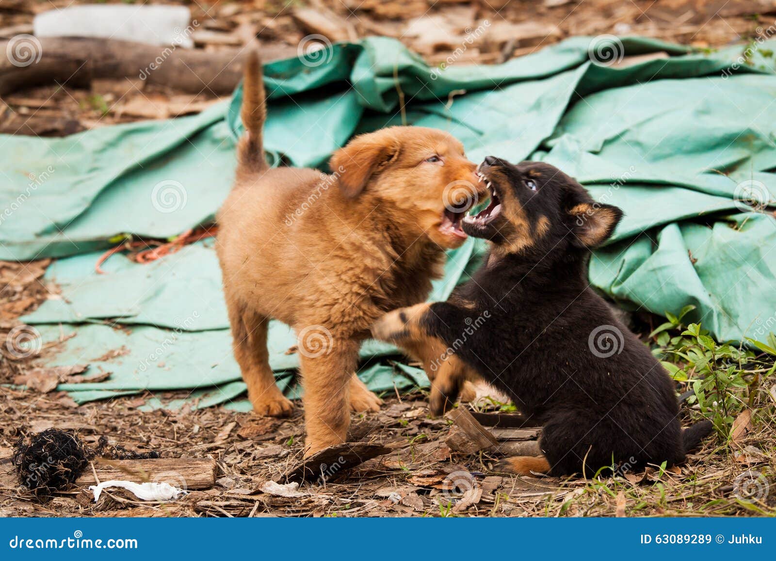 Cute Stray Dog Lays In Front Of The Door, Pretty Pet Adotpet From