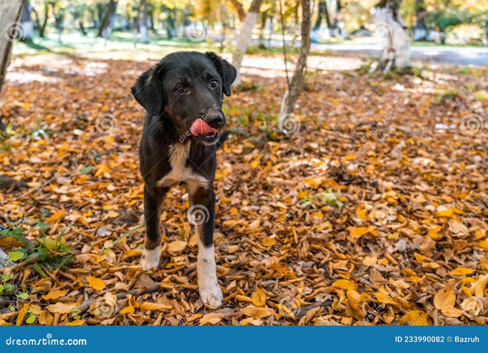 Cute Stray Dog Lays In Front Of The Door, Pretty Pet Adotpet From