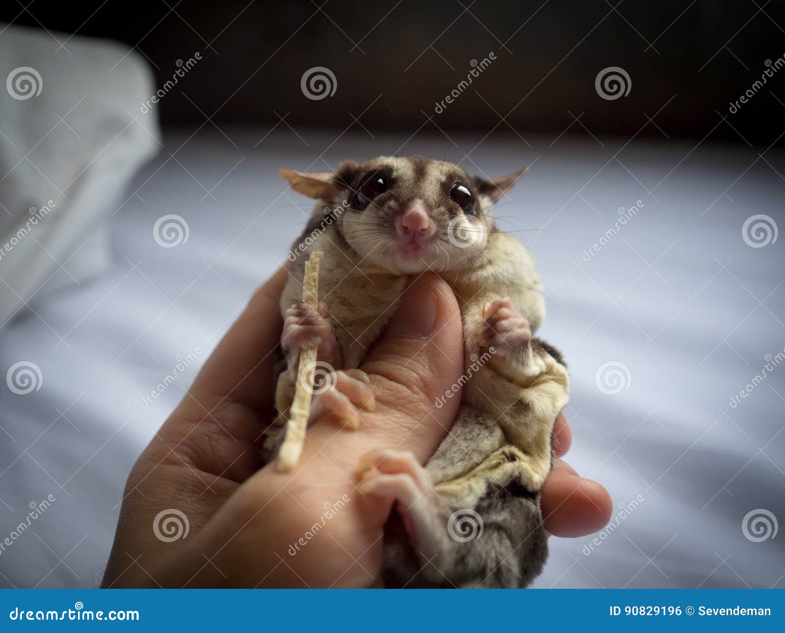 Cute Sugar Glider in hand. stock photo. Image of hold 90829196