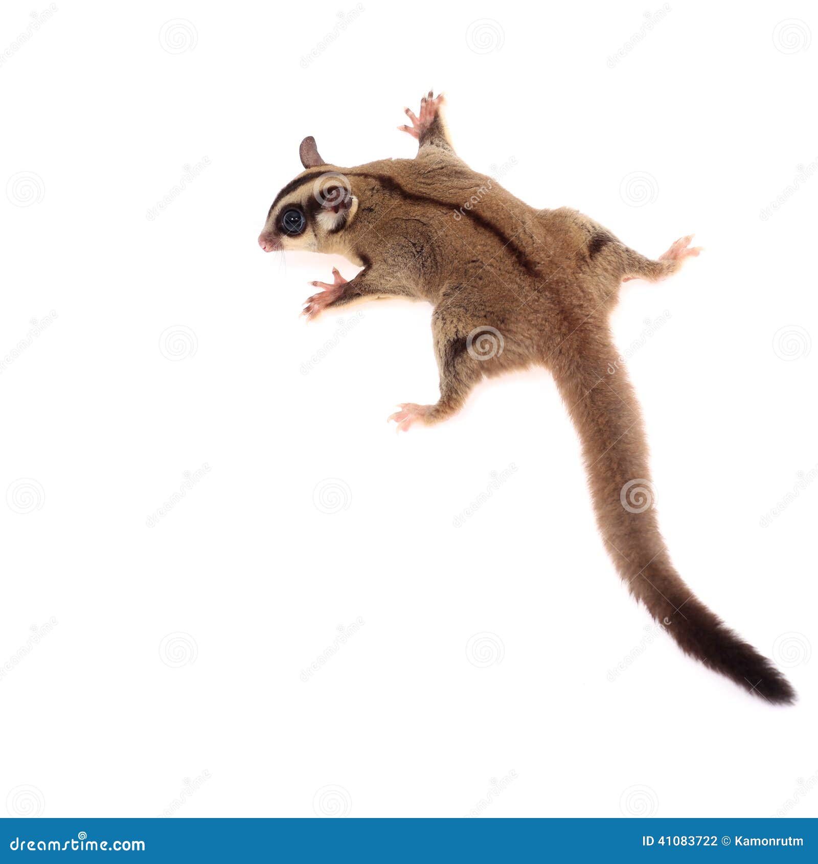 cute sugar glider - petaurus breviceps