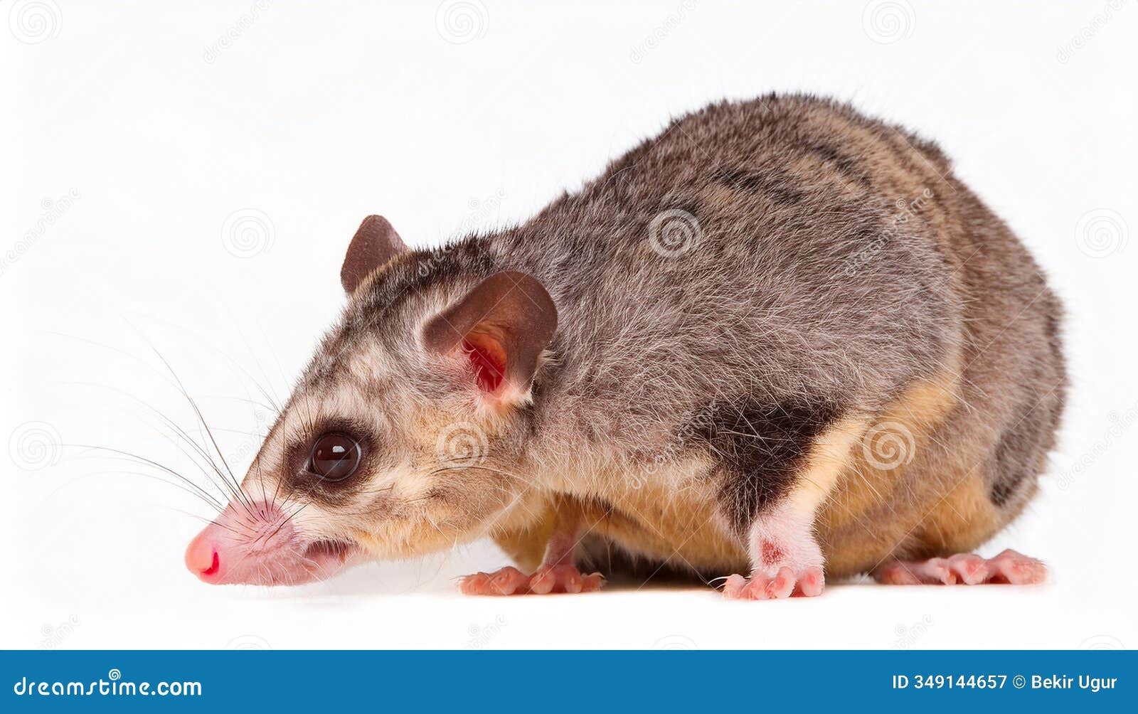 cute sugar glider - petaurus breviceps on white background