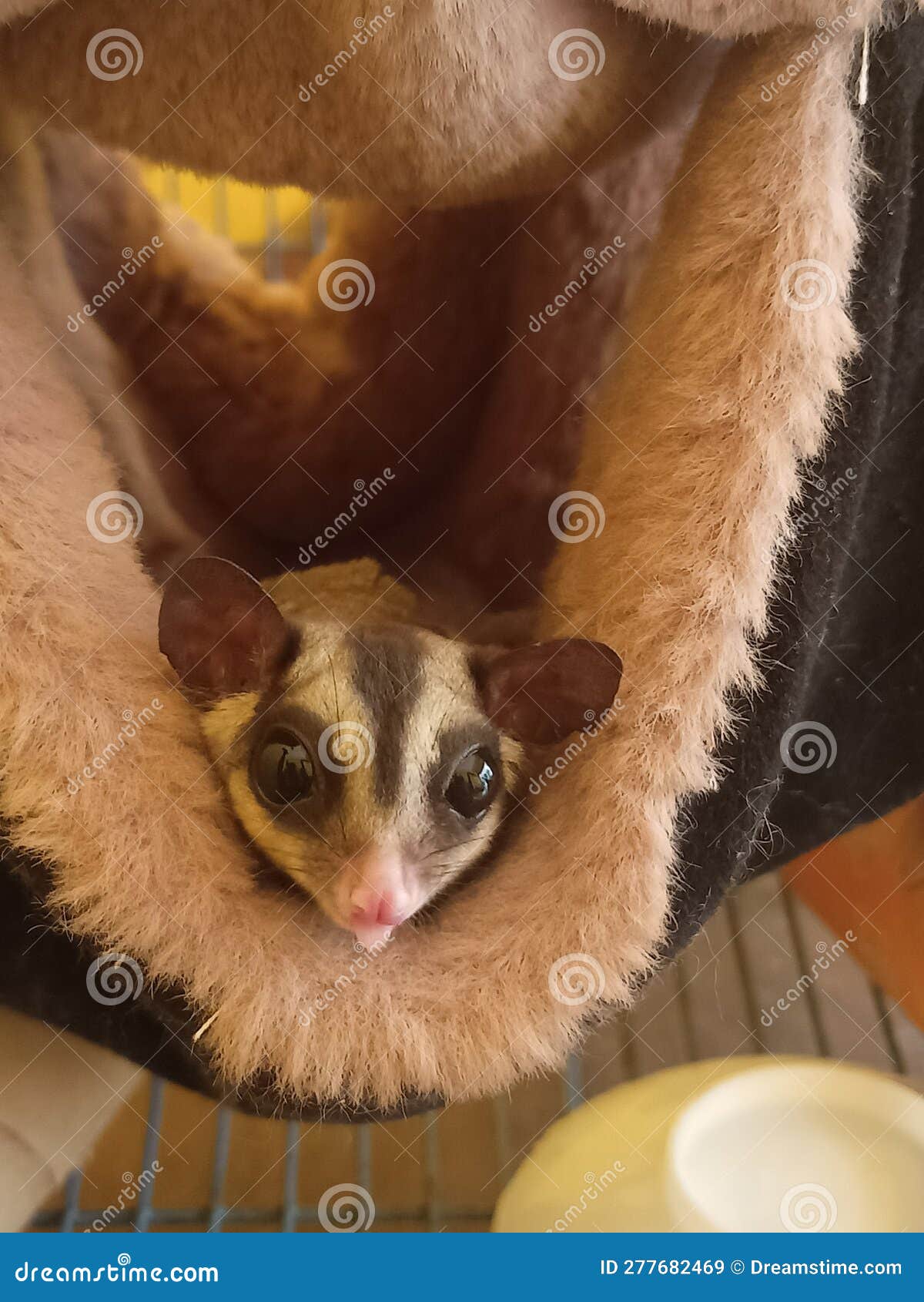 Cute Sugar Glider Sleeping in Its Cage Stock Image - Image of mammal,  snout: 277682469, image size:1200x1690