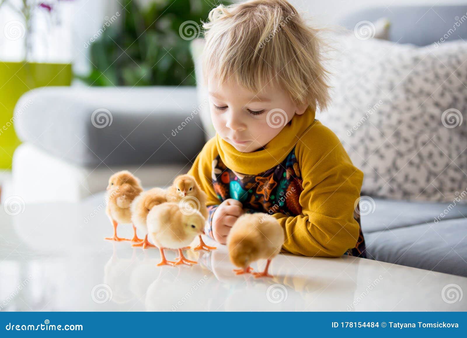 Cute Sweet Little Blond Child, Toddler Boy, Playing with Little Chicks ...