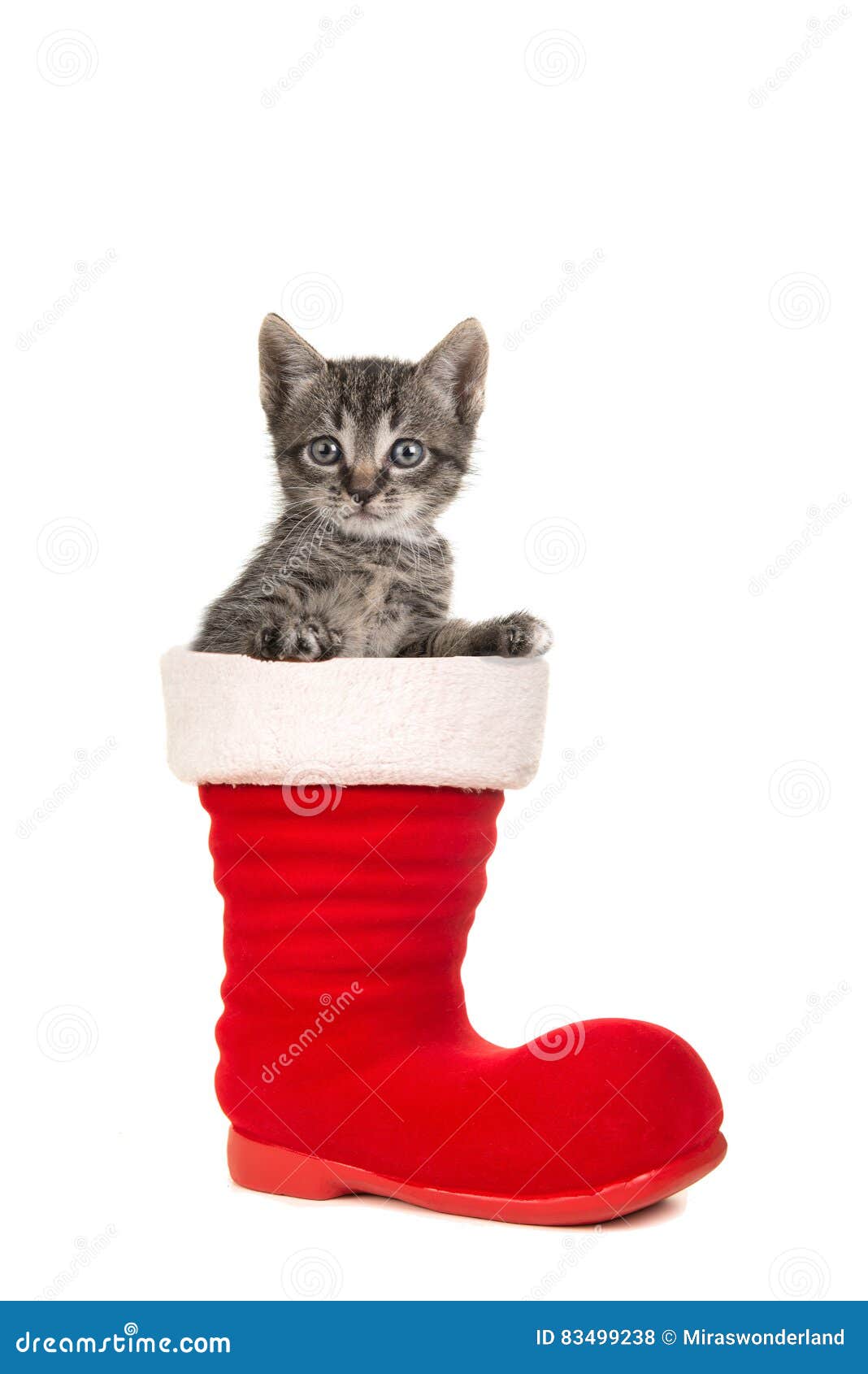 Cute Tabby Baby Cat Sitting In Santa`s Boot Stock Photo Image of shoe