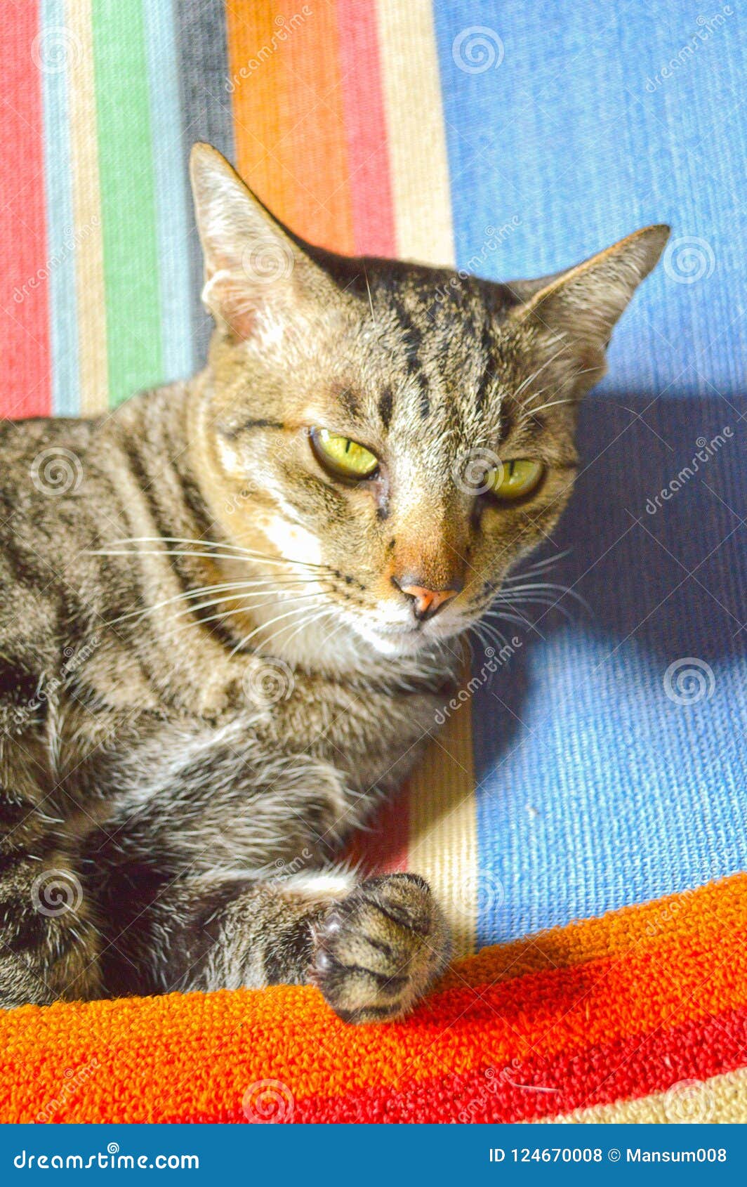 Cute tabby cat on fabric stock photo. Image of portrait 124670008