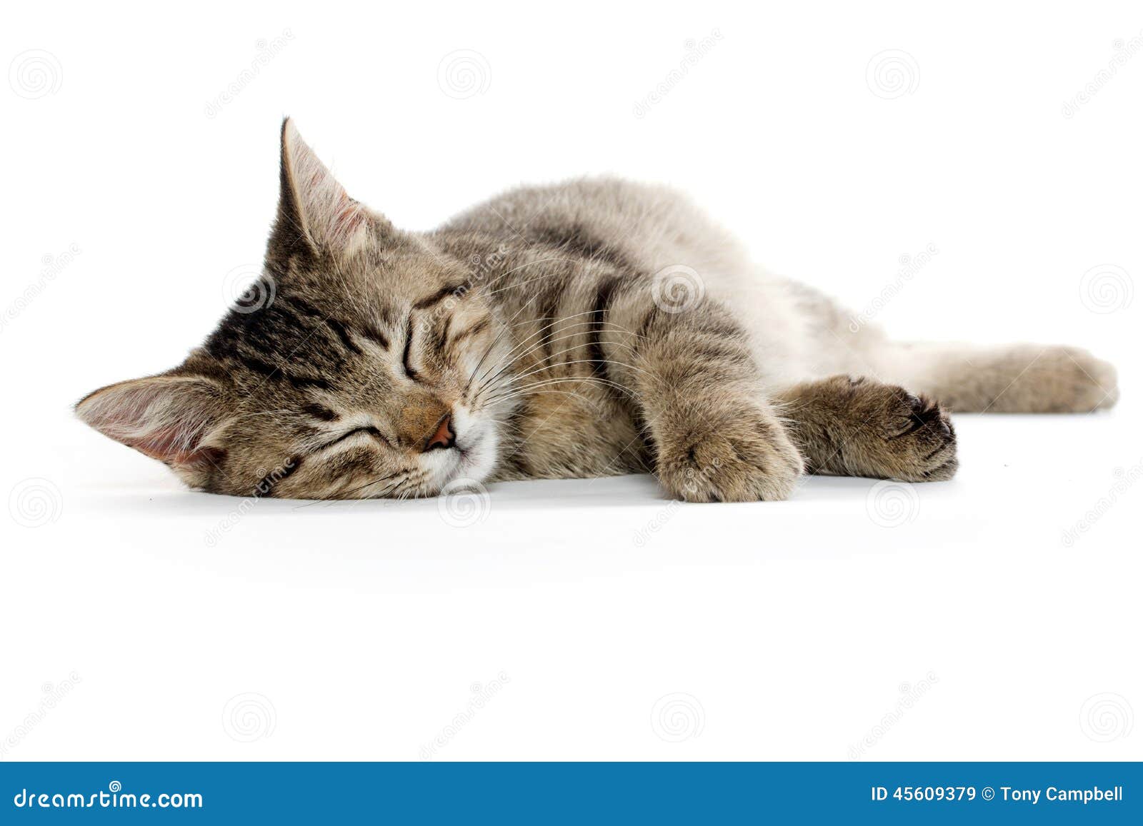  Cute  tabby cat  stock image Image of feline baby kitty 