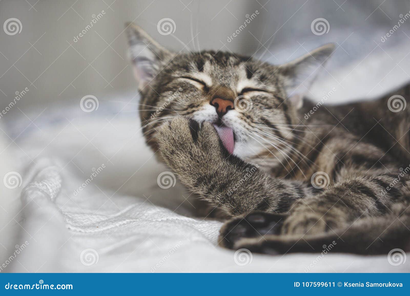 Cute tabby cat licks fur stock image. Image of studio 107599611