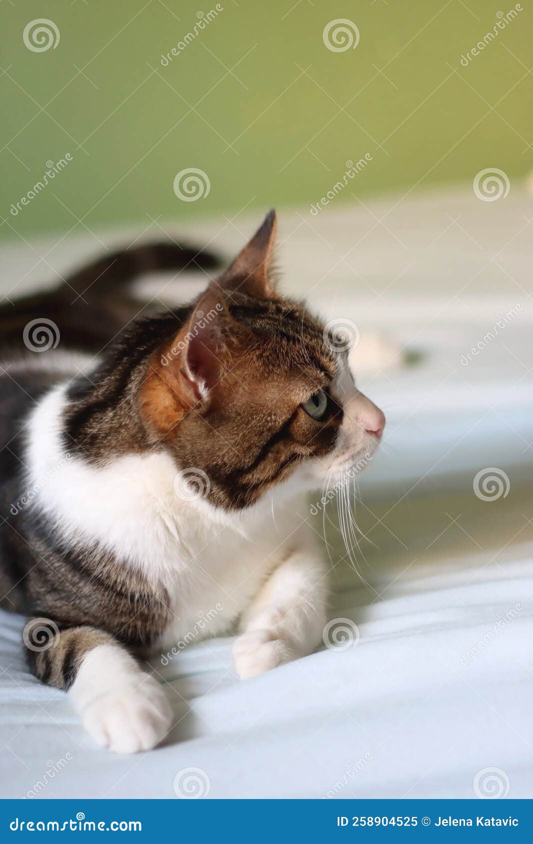 Sleepy Cat stock image. Image of bright, kitty, grumpy 258904525