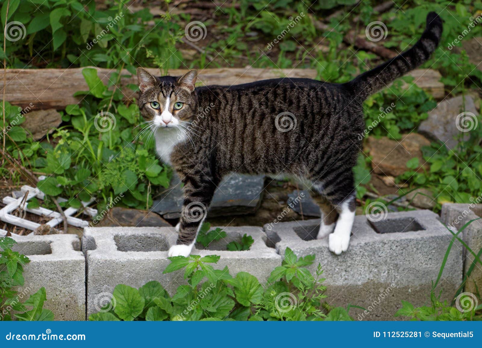A cute tabby cat outdoors stock image. Image of black 112525281