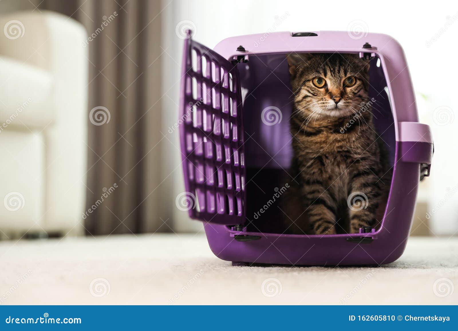 cute cat carrier