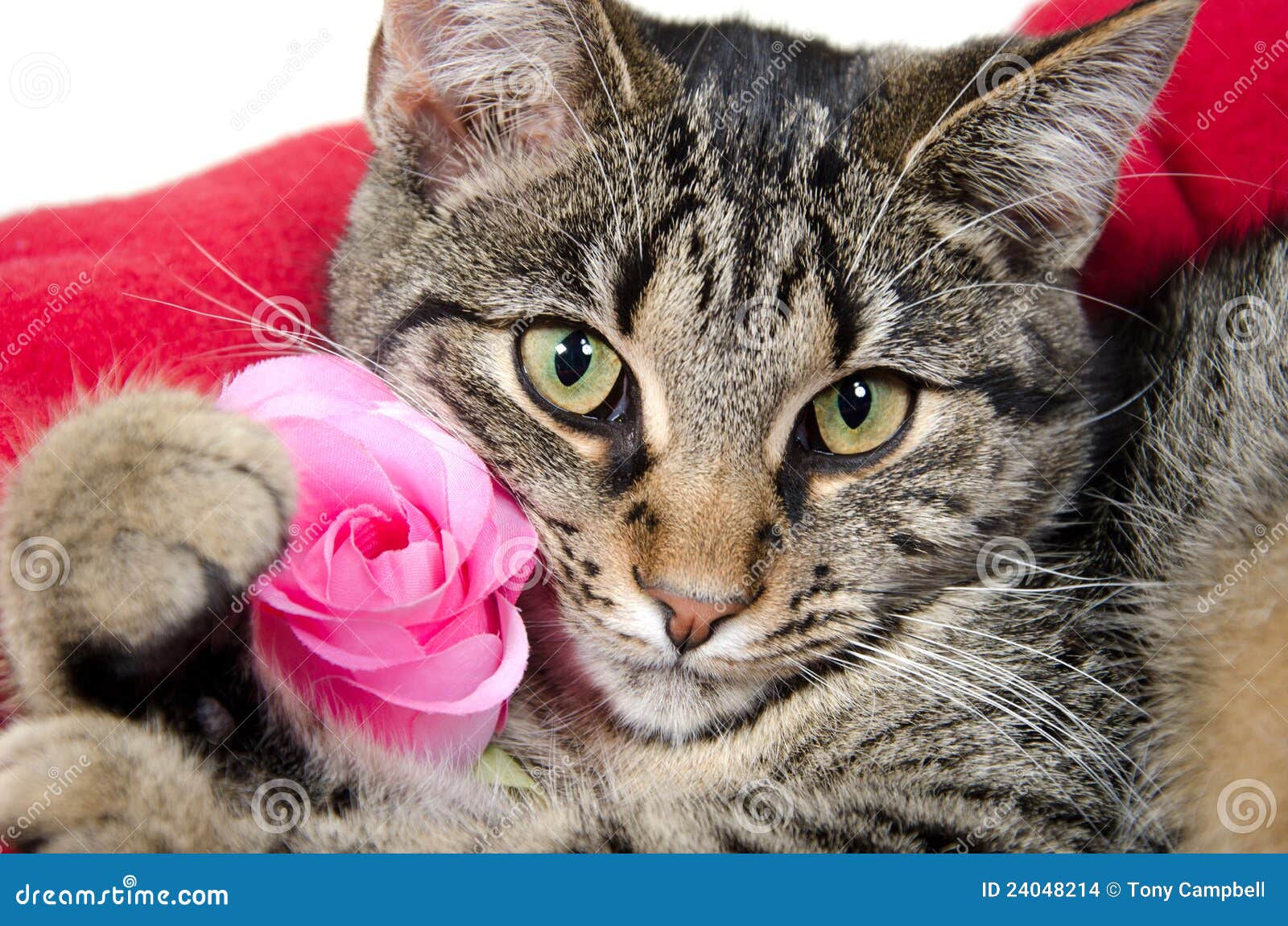 Cute tabby cat with rose stock photo. Image of cutre 24048214