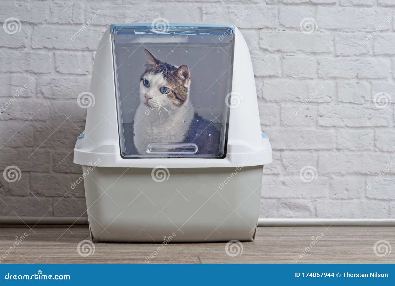 Cute Tabby Cat Sitting In A Closed Litter Box And Looking Curious