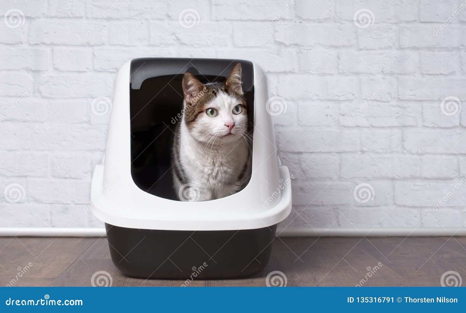 Longhair Cat Sitting In A Open Litter Box And Looking Funny Sideways