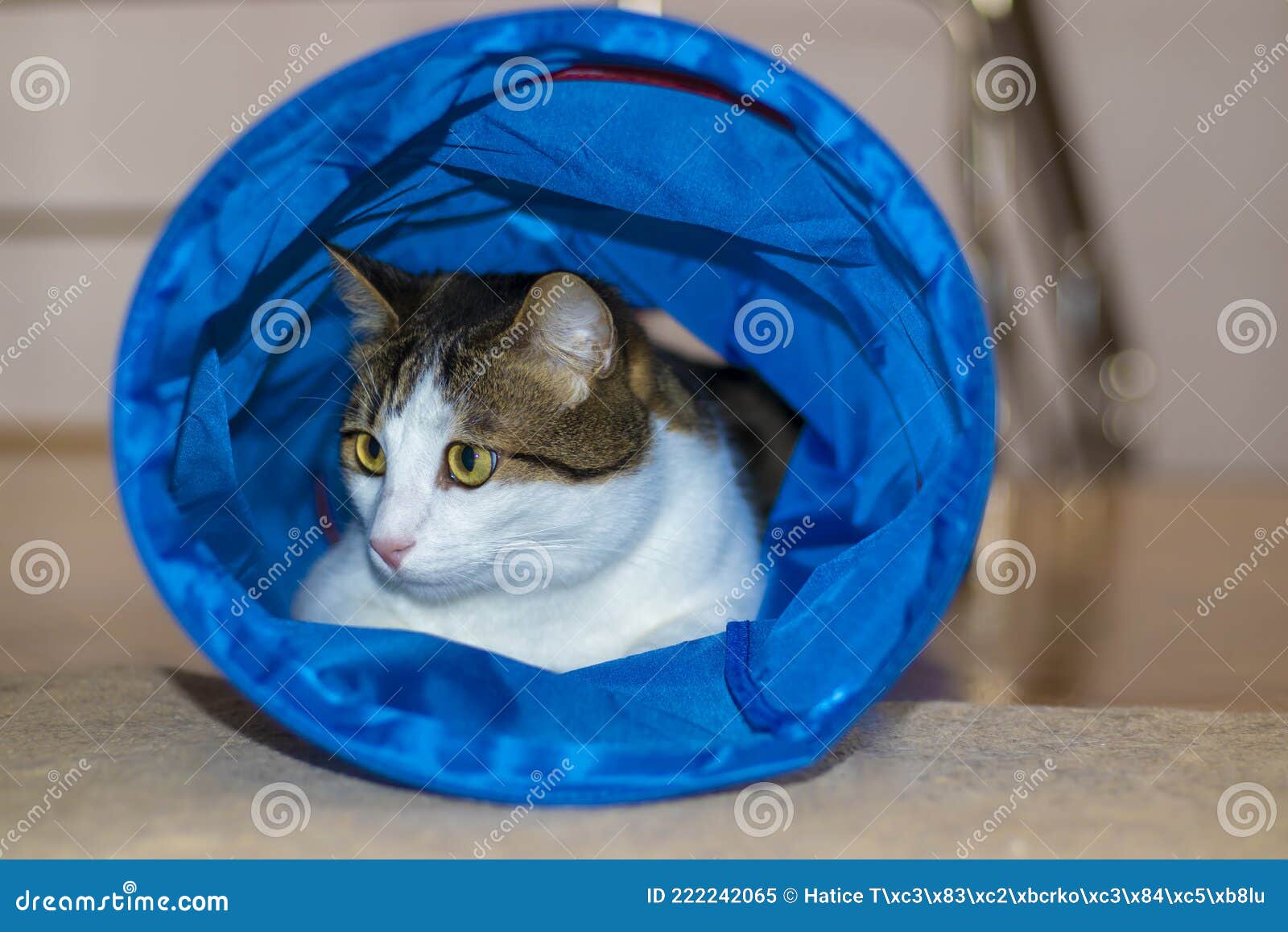 109 Cat Play Tunnel Photos Free Royalty Free Stock Photos From Dreamstime