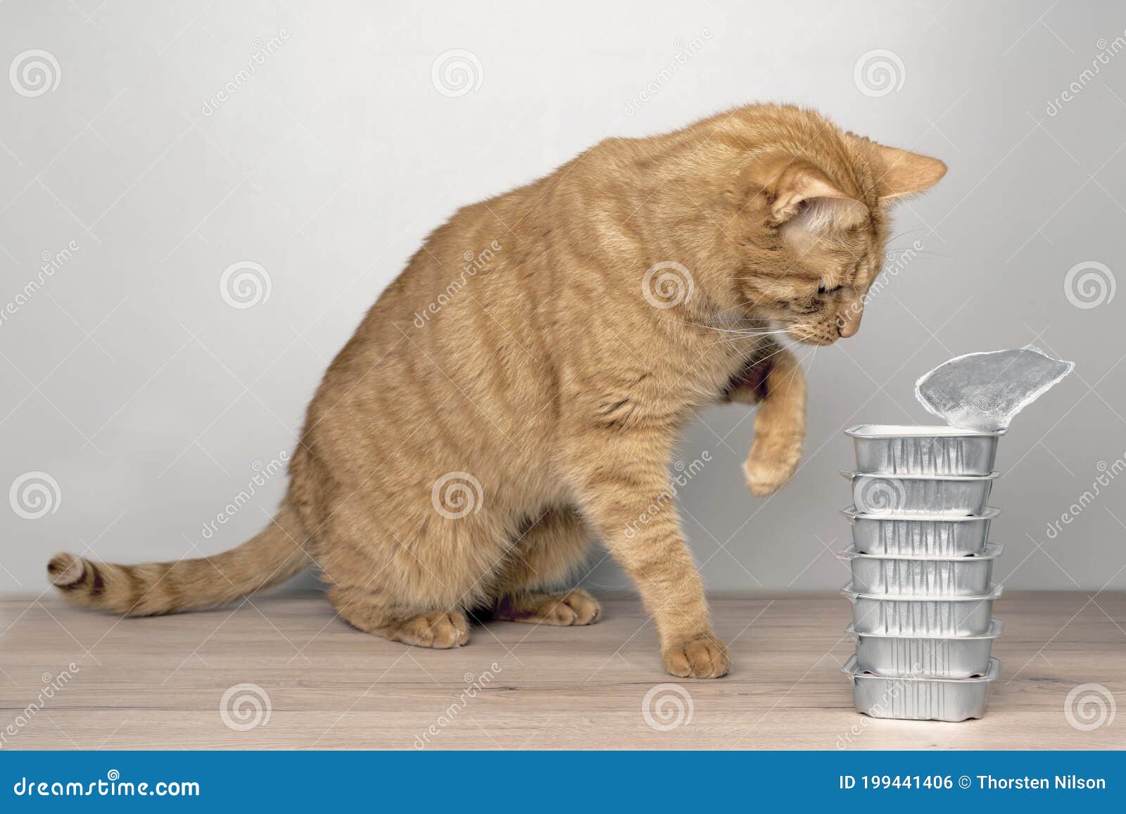 Cute Tabby Cat Stealing Food Out of Food Bowls on the Table. Stock Photo Image of dinner