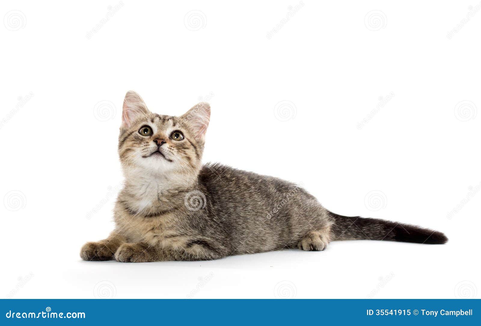  Cute  tabby kitten  stock image Image of down  feline 