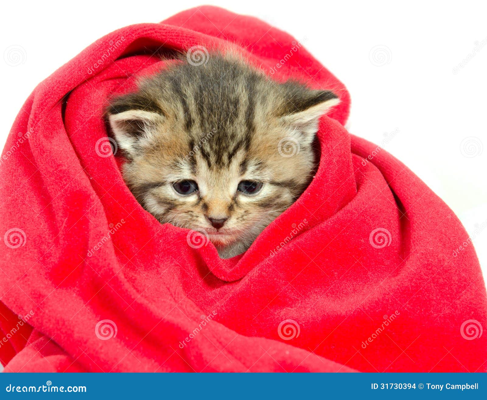 wrapped kitties