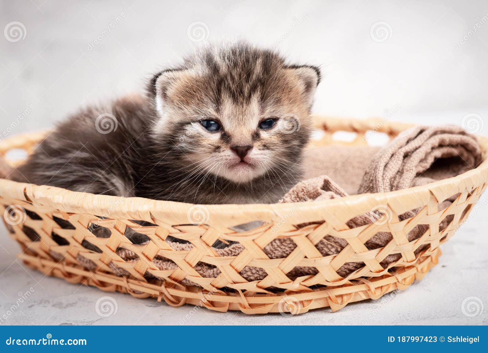 Cute Tabby Kitten in a Basket Look at the Camera Stock Image - Image of ...